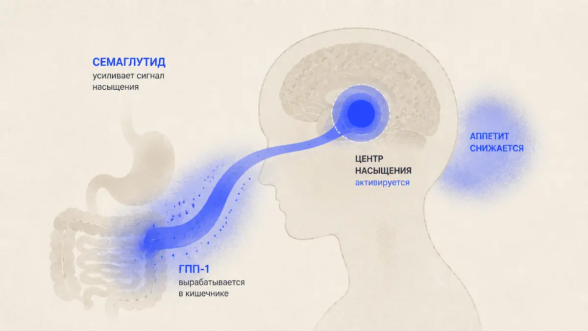 Как семаглутид действует на центр насыщения в мозге