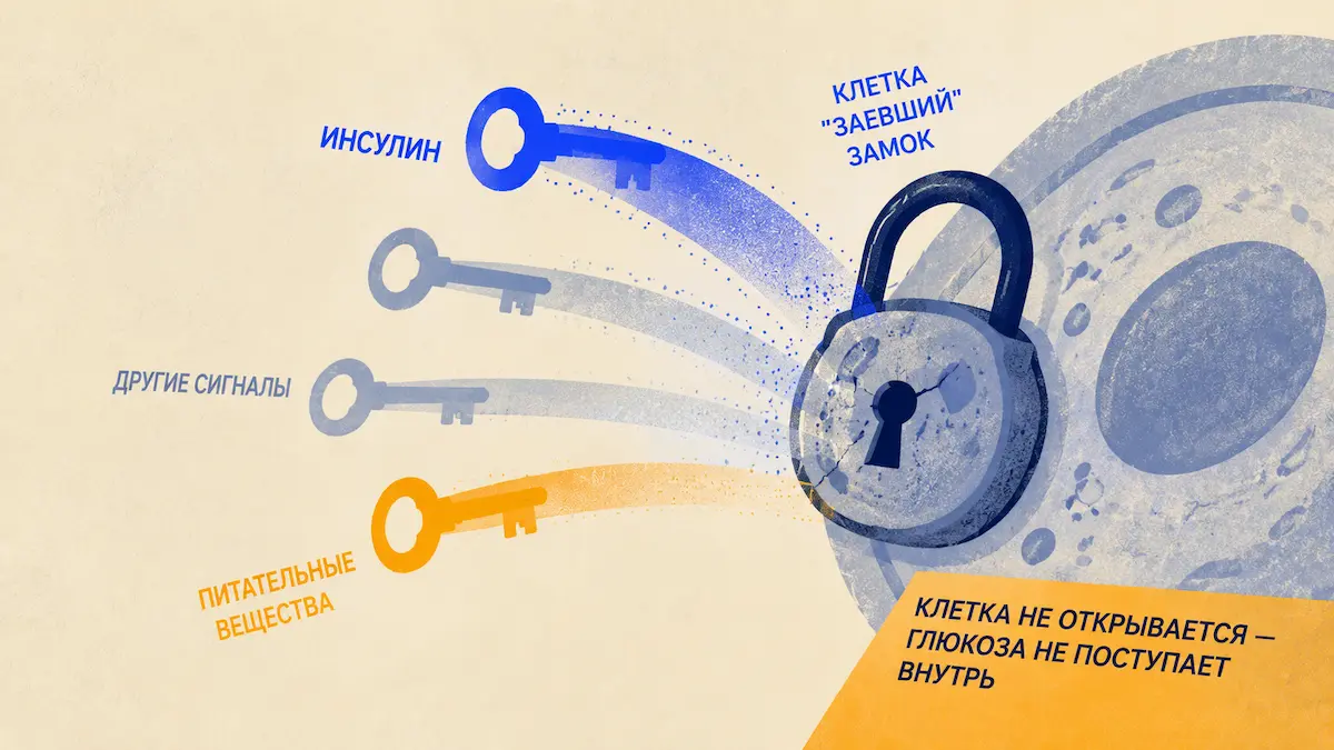 Механизм гиперинсулинемии: ключ и замок клетки — kakpohudet.ru