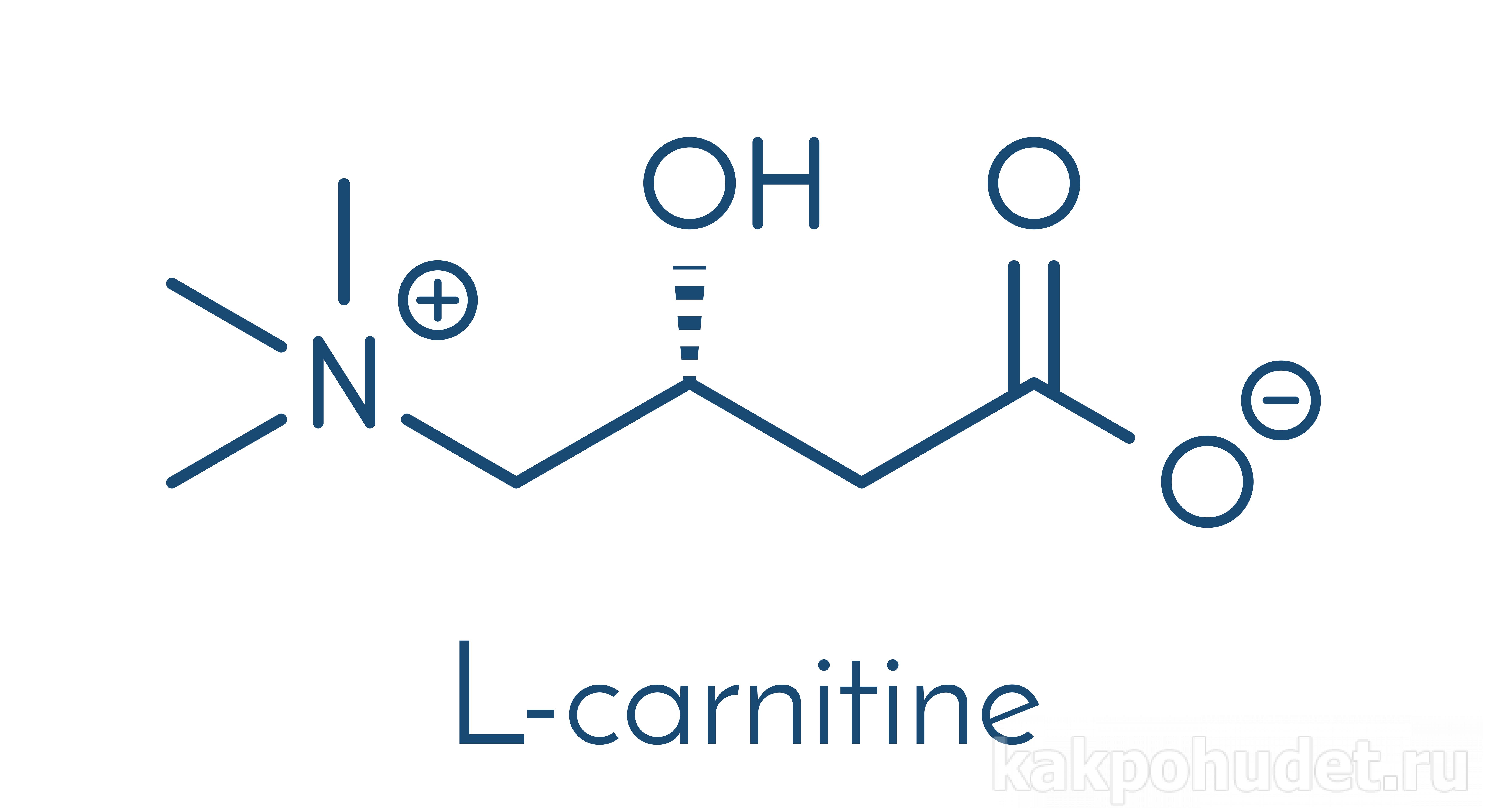 L-carnitine – что за вещество и как работает?