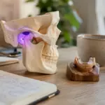 Бруксизм и вес — связь с кортизолом, kakpohudet.ru